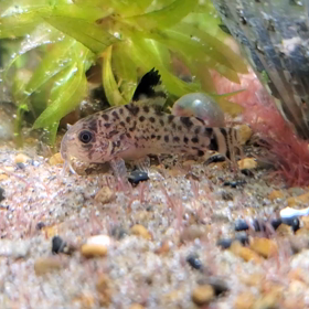 今朝の野良の画像