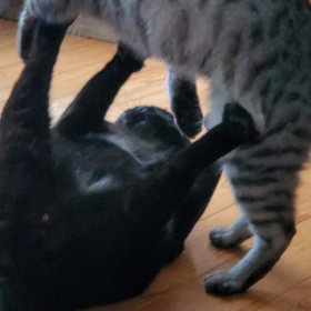 猫の喧嘩？？の画像