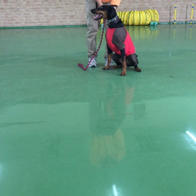 ダンスの日の画像