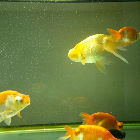 泡が好きの画像