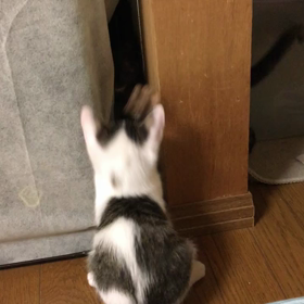 激しいです…の画像