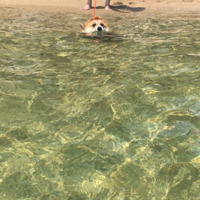 納涼犬泳ぎの画像