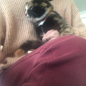 ふーちゃん甘ったれの画像