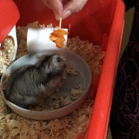 かきくうりん②の画像