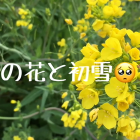 初雪菜の花^_^の画像