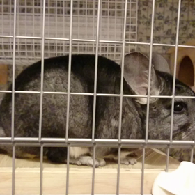 福さま、どしたのだ！？の画像