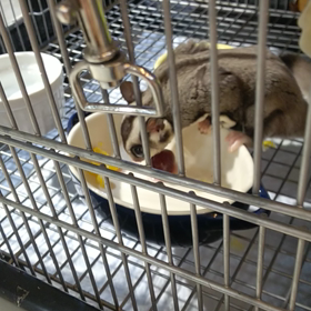 ふくろモモンガ☆果物を食べてますの画像