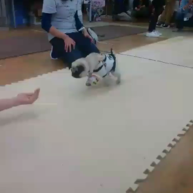 パグ場所の画像