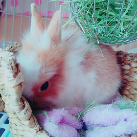 ☆牧草を食べるレオン☆の画像