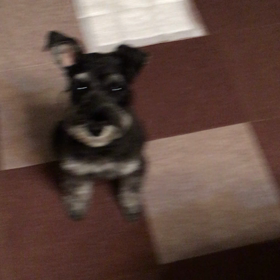 イヌもプチプチが好きの画像