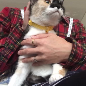 里親様募集中の渚ちゃんの画像