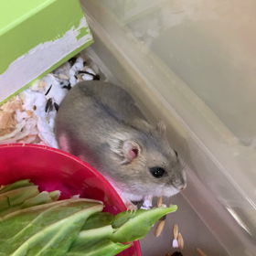 うちのハムですの画像