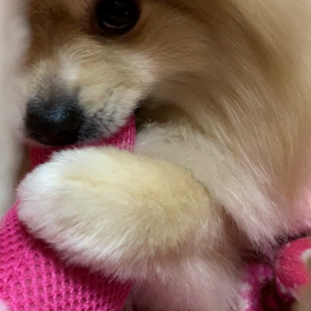 おやすみなさいませーの画像