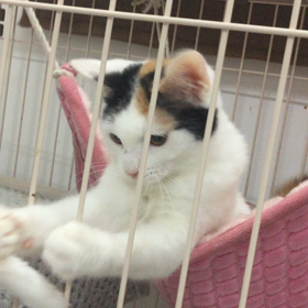 おもちゃが大好きなはるの画像