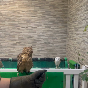 動物プロダクションの日常(ベンガルワシミミズク)の画像