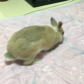 お布団大好きの画像