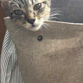 くせになりそーの画像