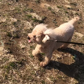 ♪お散歩動画♪代々木公園♪②の画像