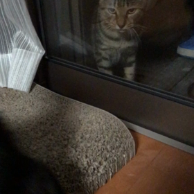 たびたんの画像