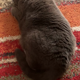 可愛い　依存症の画像