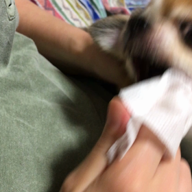 わが家のわんこの画像