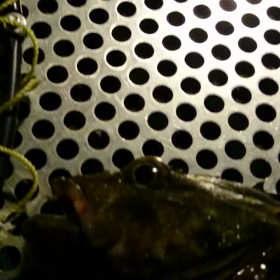 今週の釣果 ガシラ ちびぐれ 三重県の画像