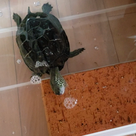 頭かゆいの&お腹すいたのの画像