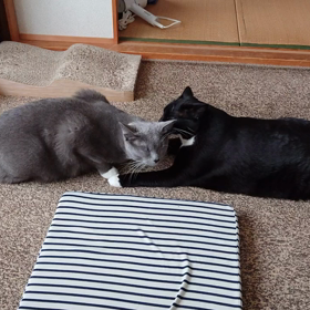 「姉」だと思う訳の画像