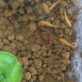 おはようございますの画像