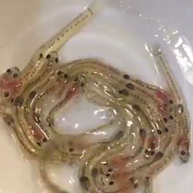 しろうおの踊り食い！の画像