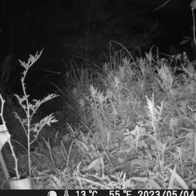 すぎぴたんの事件簿シーズン3　258話（なにか、聞き覚えのある声が・・・。）の画像