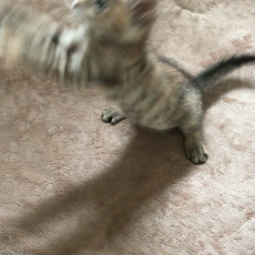 シェルターでの初遊び 保護猫キジーの画像