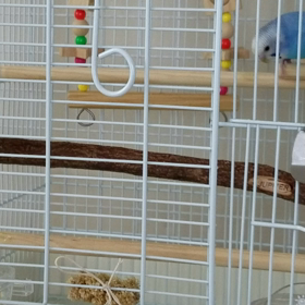 豆苗に興味津々　2か月目　満2ヶ月もうすぐ3ヶ月の画像