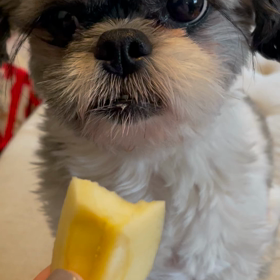 愛しい嘘　全話の画像