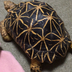 のしのしの画像