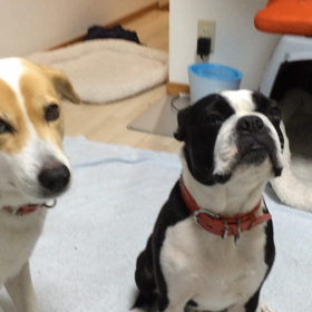 お出迎え^o^の画像