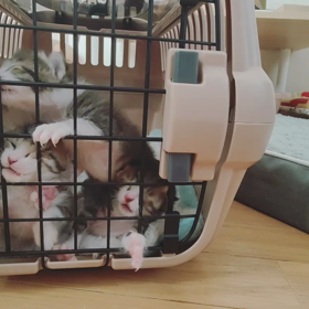 ミルクコールは元気の印の画像