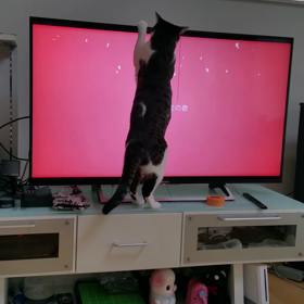 テレビの中の桜の花びらを追いかけるの画像