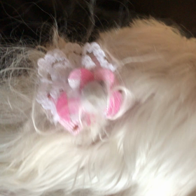 この頃りんちゃん ゴホゴホの画像