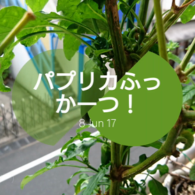 パプリカ～( ￣▽￣)の画像