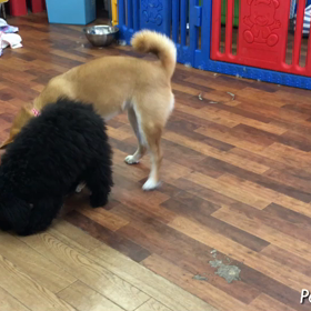 じゃれ合いの画像