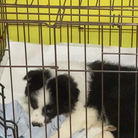 ボーダーコリー子犬情報2の画像