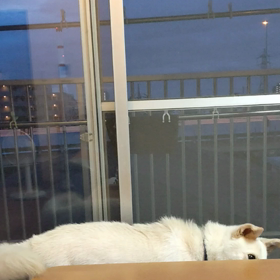 今日のシロくん 2の画像