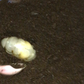 ♦️カブトムシのウンコ♦️の画像
