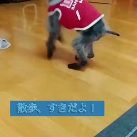 Pooch d Rescueインスタ譲渡会御礼の画像