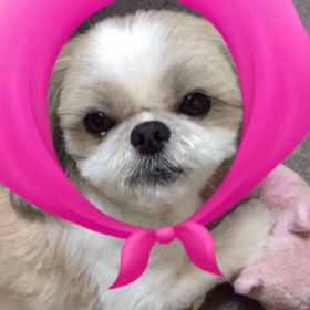 Chappyとサリー（笑）可愛い〜♡の画像