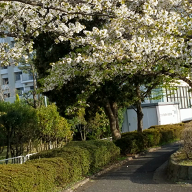 桜吹雪☆の画像