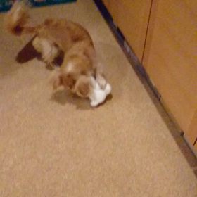 おもちゃの画像