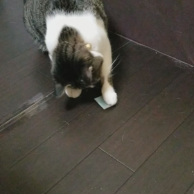 二人のおもちゃの画像