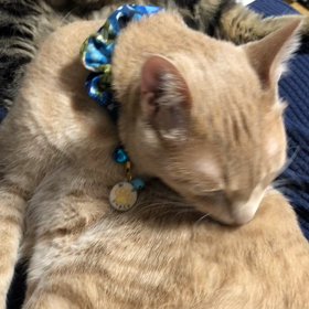 ええええ！！また！？の画像